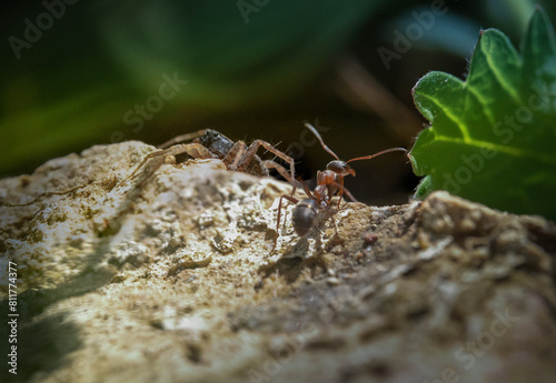 Konfrontation Spinne gegen Ameise, kurz vor einem Kampf © Christian