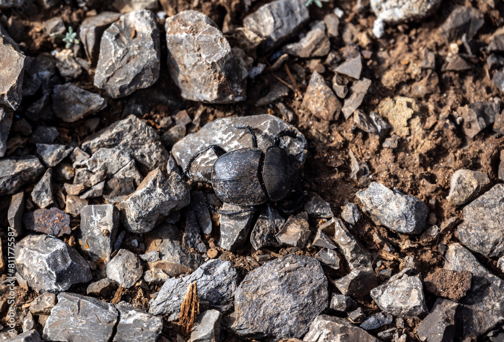 black large beetle in natural conditions on a spring day black large beetle in natural conditions on a spring day
