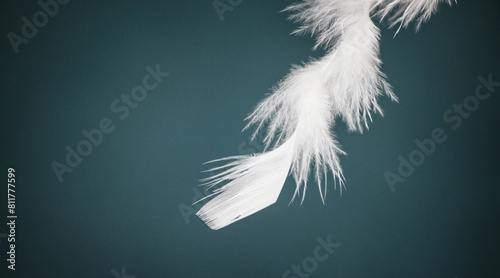white feather on a dark background as a symbol of purity and tenderness.