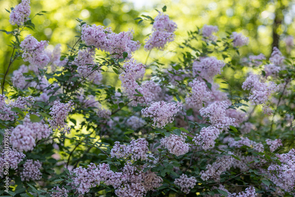 Obraz premium Blooming bush of purple lilac