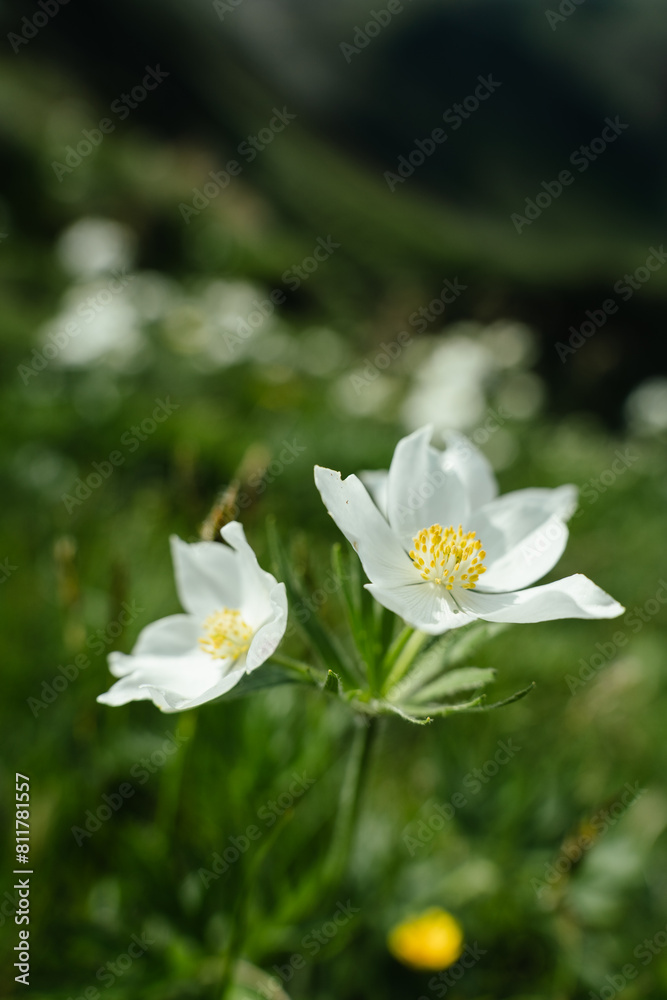 Beautiful mountain flowers in the Orobie Alps Beautiful mountain flowers in the Orobie Alps