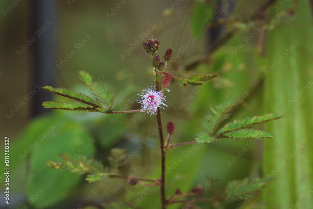 Close Up Of Tiny Dandelion Flowers