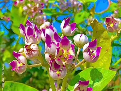 The Aak palat and flowers beautiful picture of colourful flower nice photography photo
