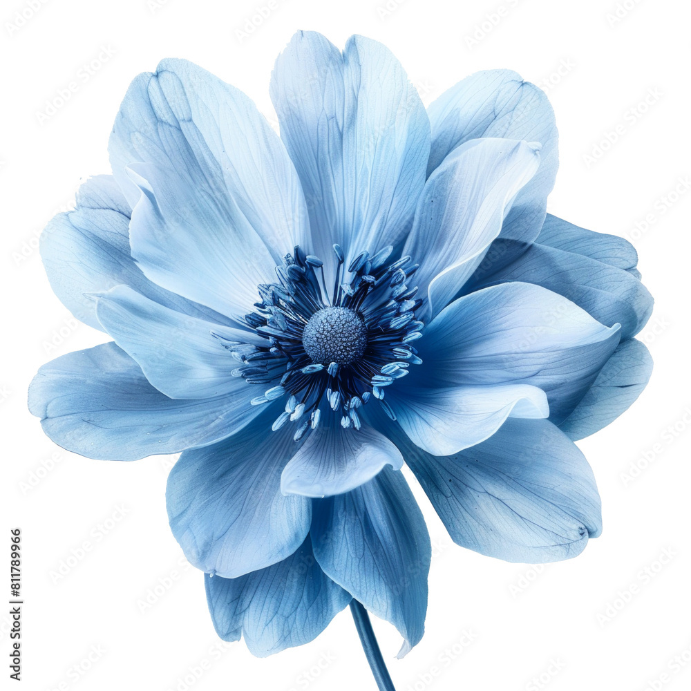 Obraz premium Blue flower isolated on transparent background 