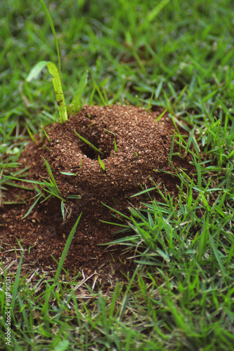 Close Up Photo Of An Ant Nest