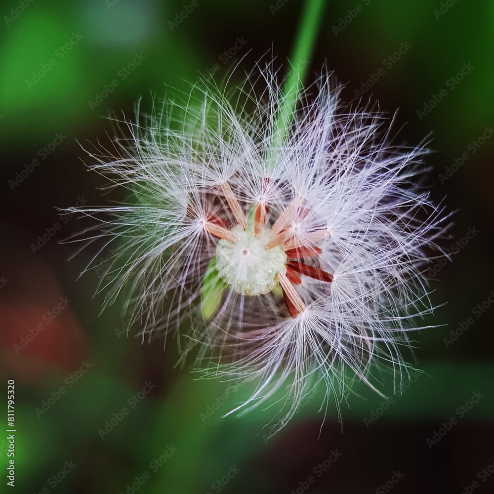Fototapeta premium Close Up Of Tiny Dandelion Flowers