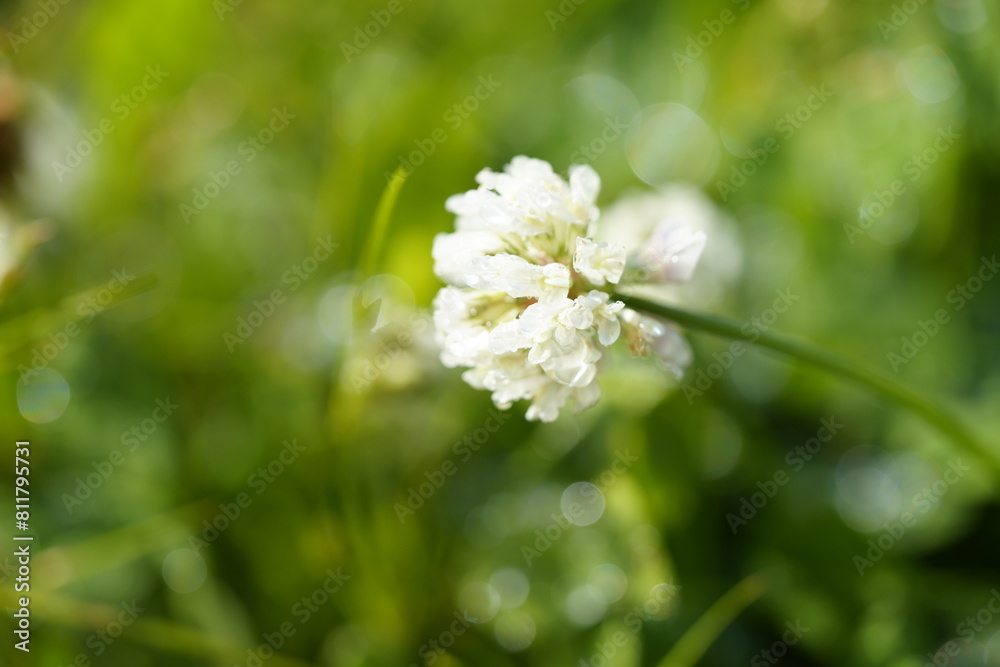 白いシロツメクサの花 白いシロツメクサの花