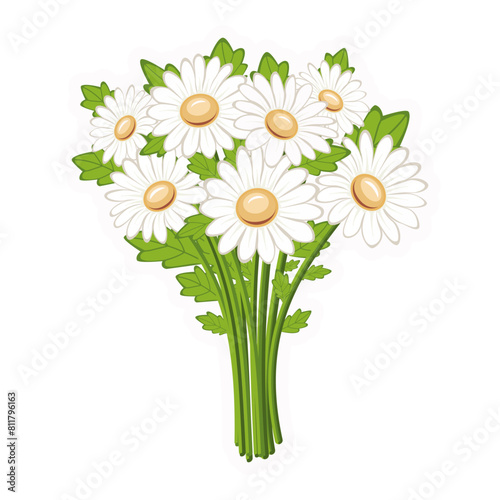Bouquet of daisies. Wildflowers. Vector. Close-up. White background. Used for collages and stickers in web design, for cards and congratulations