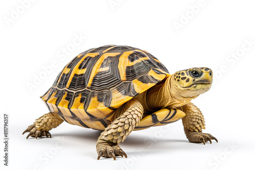 Image of radiated tortoise (Astrochelys radiata) on a white background. Reptile. Illustration, Generative AI.