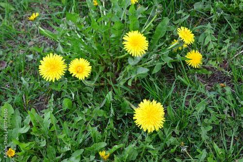 a field of dandelions with green grass in the background   