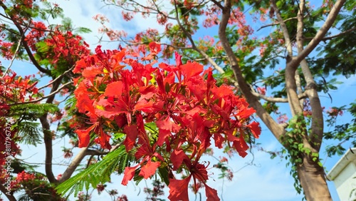 Close up of flamboyant blooming in sunny day at Mekong Delta Vietnam known  as Royal poinciana or Mohur tree.