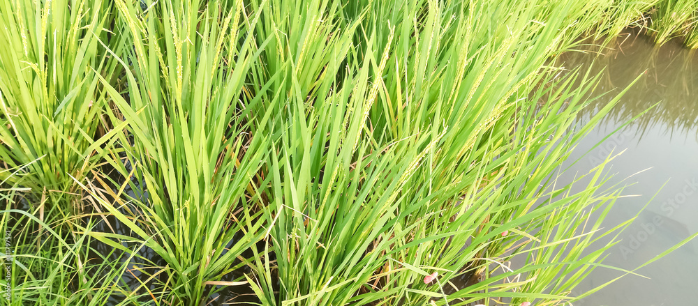 Fototapeta premium Rice plants are paddy fields