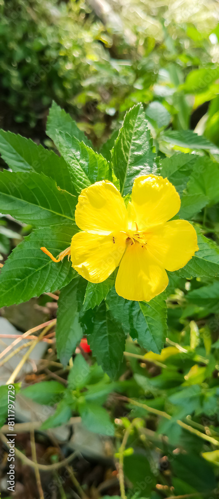 Fototapeta premium Turnera ulmifolia Plant