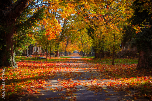 Autumn Leaves on Tree-Lined Path at Central Cemetery Vienna, Tranquil Scene