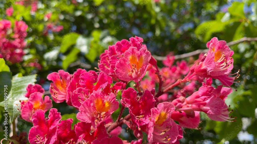 Pink flowers of chestnut tree - Stock Photo Pink flowers of chestnut tree - Stock Photo