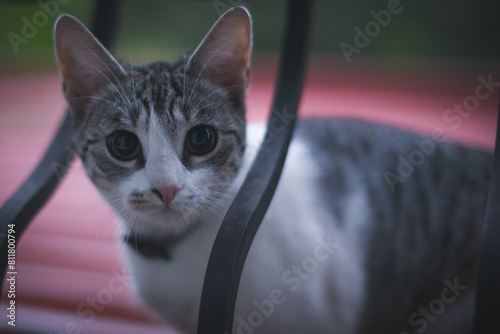 cute kitty  photo