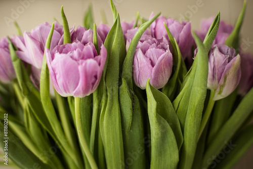 Fototapeta Naklejka Na Ścianę i Meble -  bouquet of lilac tulips on a gray background
