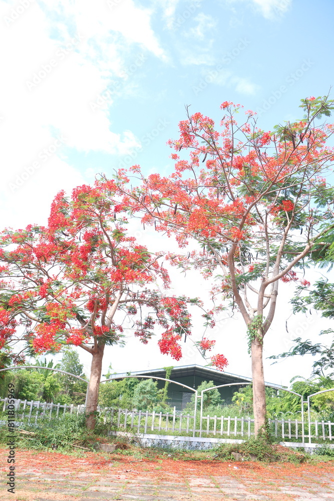 Naklejka premium Flamboyant flowers blooming and high school at Can Tho city, Vietnam known as Royal poinciana or Mohur tree.