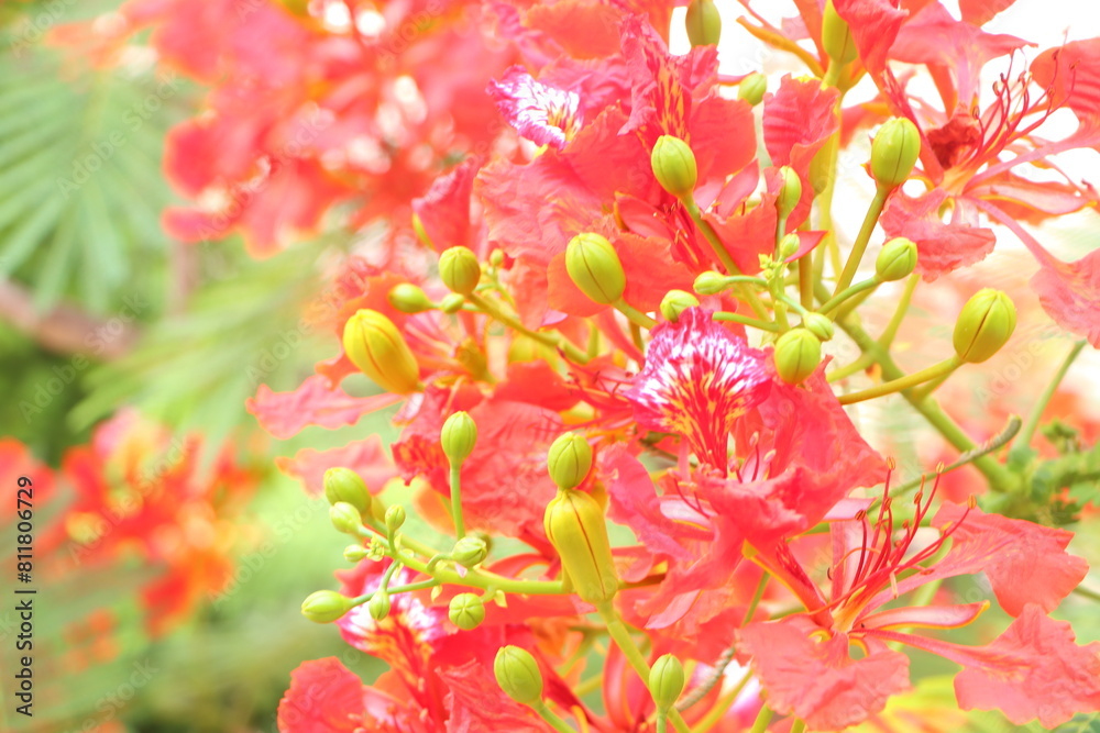 Close up of flamboyant blooming in sunny day at Mekong Delta Vietnam known as Royal poinciana or Mohur tree. Close up of flamboyant blooming in sunny day at Mekong Delta Vietnam known as Royal poinciana or Mohur tree.
