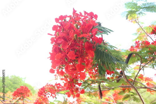 Foto Close up of flamboyant blooming in sunny day at Mekong Delta Vietnam known  as Royal poinciana or Mohur tree