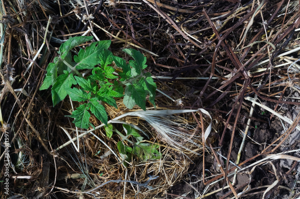 Tomato seedlings on mulched soil close-up, top view. Mulch as an excellent method of cultivation, farming, gardening, vegetable growing Tomato seedlings on mulched soil close-up, top view. Mulch as an excellent method of cultivation, farming, gardening, vegetable growing