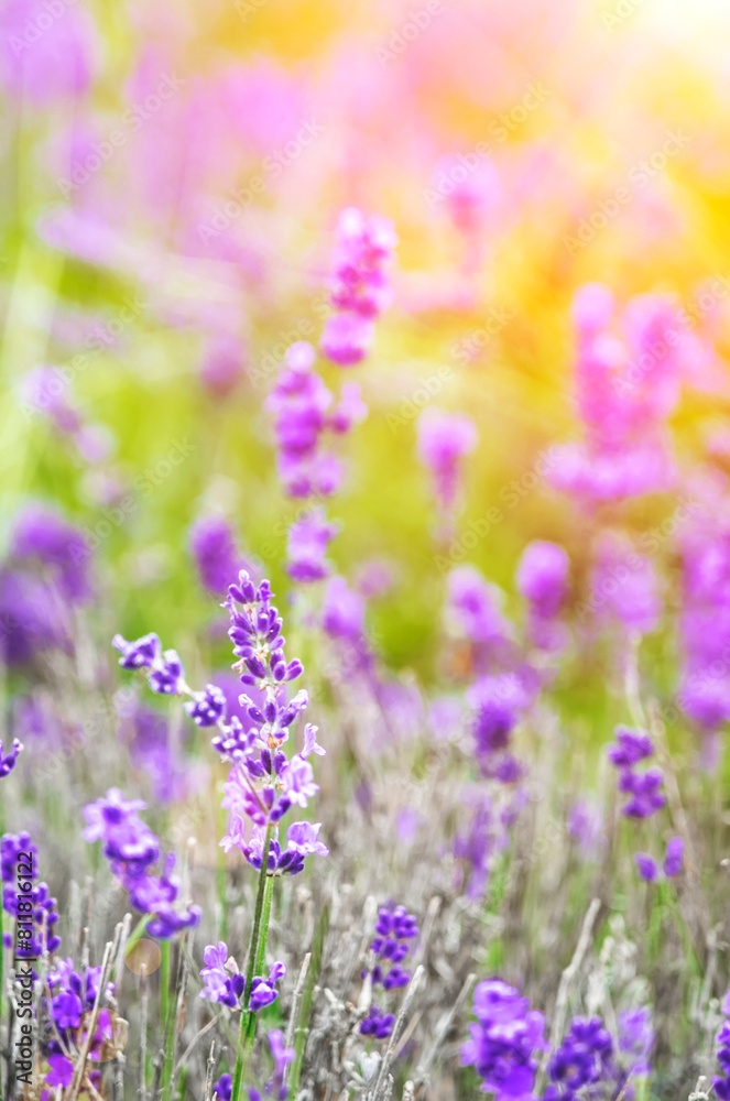 Obraz premium Beautiful summer blooming lavender, bright sunny day, sun rays, flowers close-up