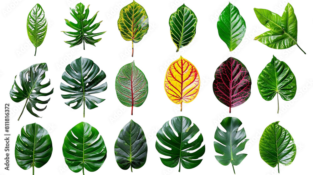 Lush Tropical Leaves Collection on Transparent Background - Vibrant, Isolated, and Texturally Unique Botanical Display Lush Tropical Leaves Collection on Transparent Background - Vibrant, Isolated, and Texturally Unique Botanical Display