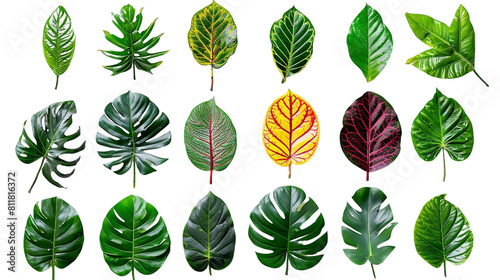 Lush Tropical Leaves Collection on Transparent Background - Vibrant  Isolated  and Texturally Unique Botanical Display