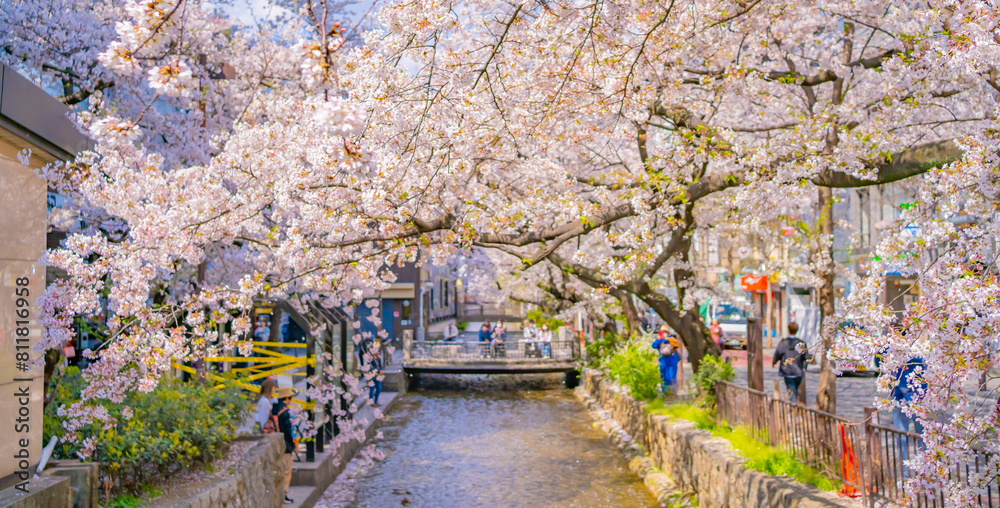 Obraz premium Kyoto, Japan. Cherry blossom trees along the Takase River
