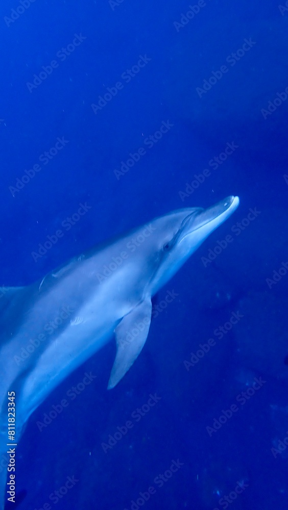 Fototapeta premium 東京都伊豆諸島御蔵島のイルカ