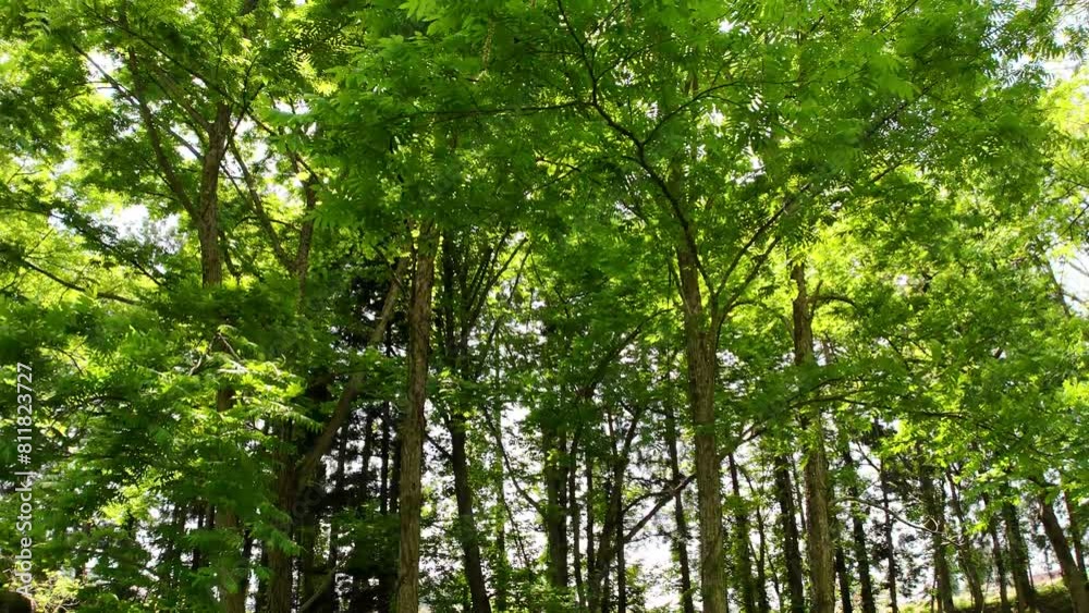 森林　移動撮影　さわやかな木漏れ日　グリーン　イメージ