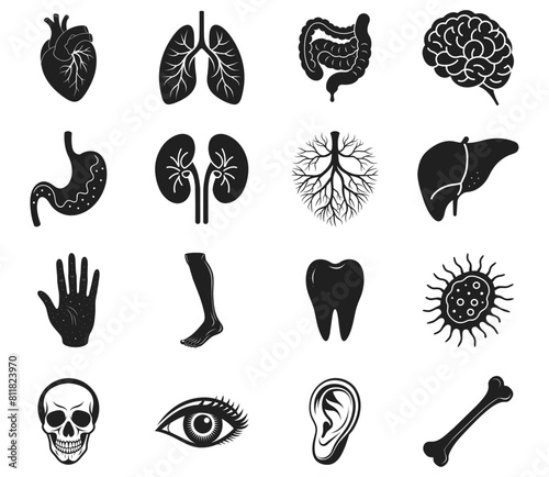 Organs vector illustration. Human anatomy hand drawn black on white background. Heart, lungs, brain, liver, kidneys, bone, eye, ear, tooth, stomach silhouette.