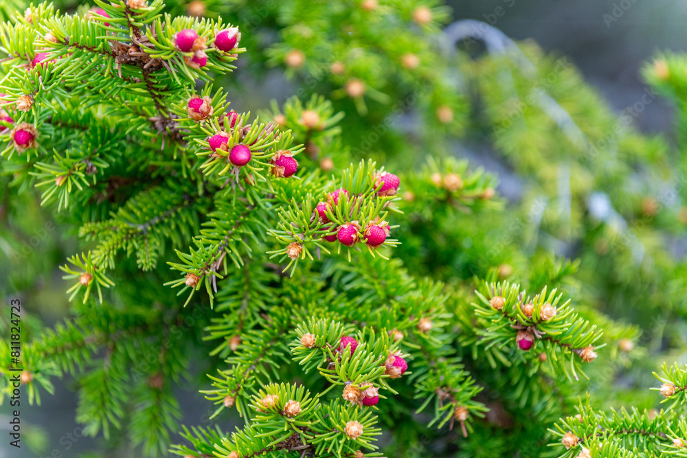 Closeup of fir branches with young red spruce buds. Closeup of fir branches with young red spruce buds.