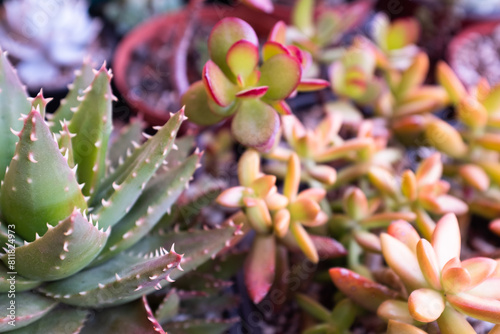 Succulent background, selective focus. Composition of colorful succulents for publication, poster, calendar, post, screensaver, wallpaper, cover, website. High quality photo