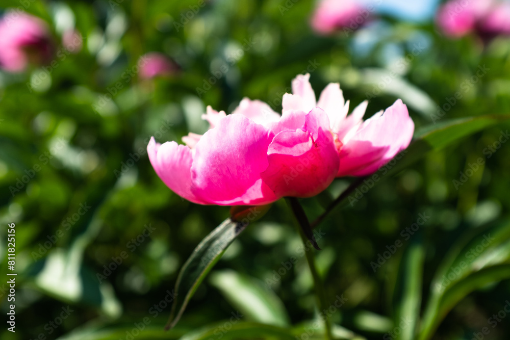 One bloom peony on blurred green garden background at the sunny day. Pink flower for publication, design, poster, calendar, post, screensaver, wallpaper, postcard, cover, website. High quality photo One bloom peony on blurred green garden background at the sunny day. Pink flower for publication, design, poster, calendar, post, screensaver, wallpaper, postcard, cover, website. High quality photo