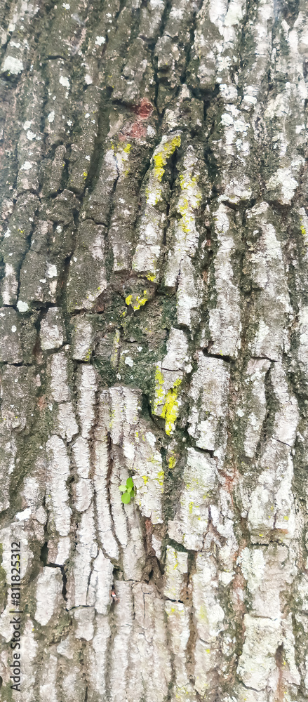 tree bark texture