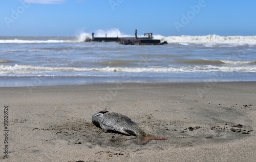 Obraz na płótnie Lido di Ostia - Pesce morto sulla Spiaggia Gialla w salonie
