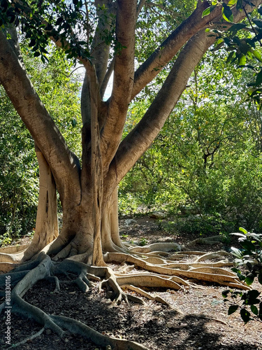 A big weeping fig (ficus benjamina) at sunset.