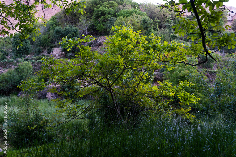 The nature of the village of Amsouzart in Morocco The nature of the village of Amsouzart in Morocco