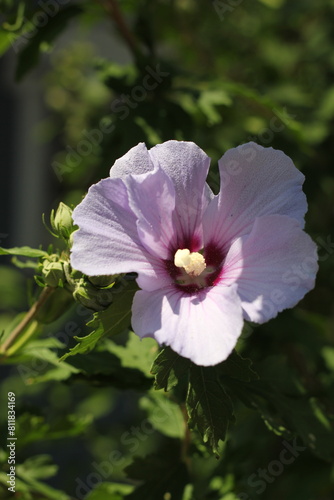 pink and white flower