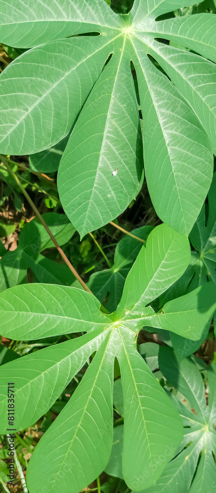 Green plant leaf texture, green plant leaf background Green plant leaf texture, green plant leaf background