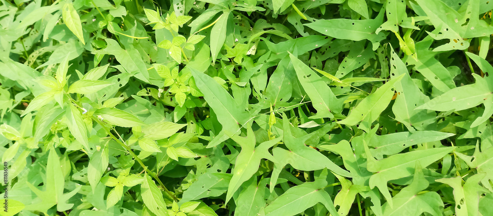 Green plant leaf texture, green plant leaf background Green plant leaf texture, green plant leaf background
