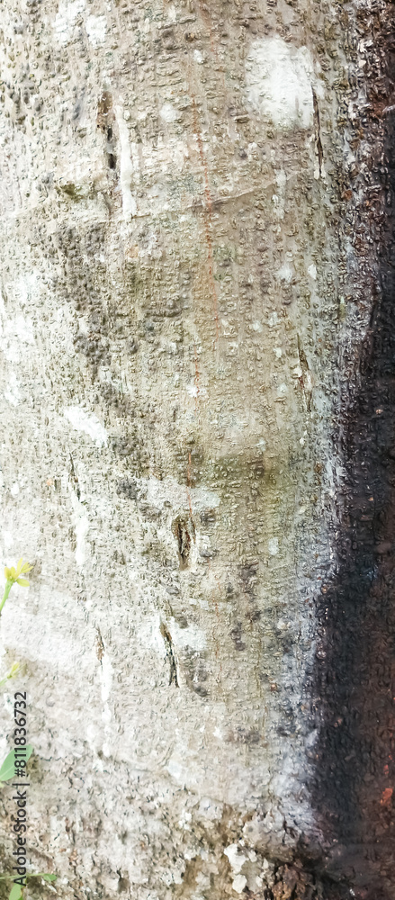 Fototapeta premium tree bark texture