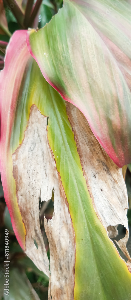 Fototapeta premium Green plant leaf texture, green plant leaf background