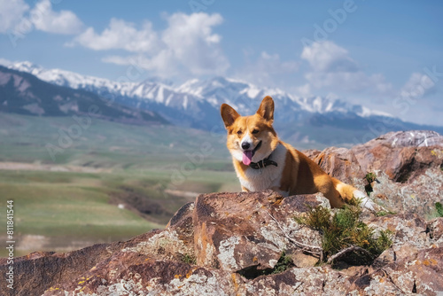 Dog, charming red Corgi on the rocks against the backdrop of snowy mountains on a spring day © Lana Kray