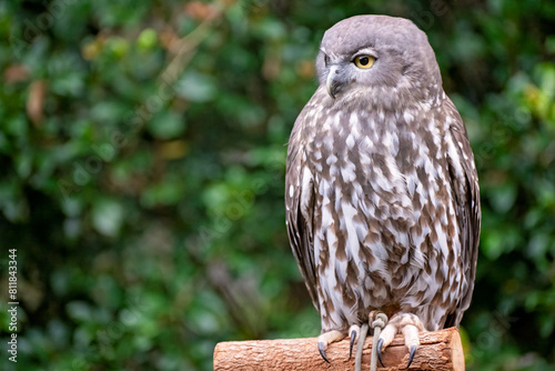 Barking owl, Ninox connivens, native Australian bird, close face expression, Currumbin sanctuary Gold Coast Queensland, family travel destination holiday vacation tourism photo