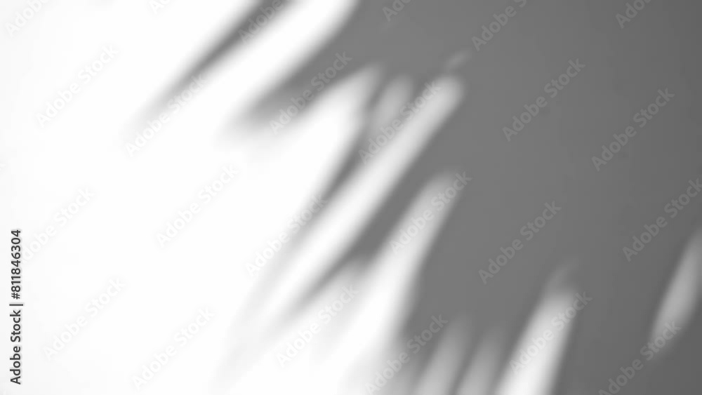 Shadow of yucca leaves overlay on white concrete wall. Sunlight effect shadow on cement wall. Minimal blurred backdrop backgrounds. Summer tropical surface background. Shadow of yucca leaves overlay on white concrete wall. Sunlight effect shadow on cement wall. Minimal blurred backdrop backgrounds. Summer tropical surface background.