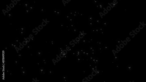 Nature. Seeds of parachutes being blown around by the wind.  3D. 4K. Isolated black background photo