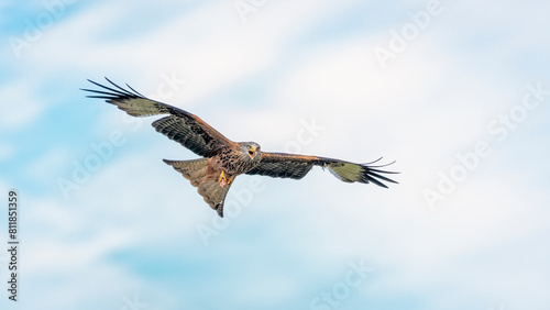 Red kite with prey in talons in Mid Wales.