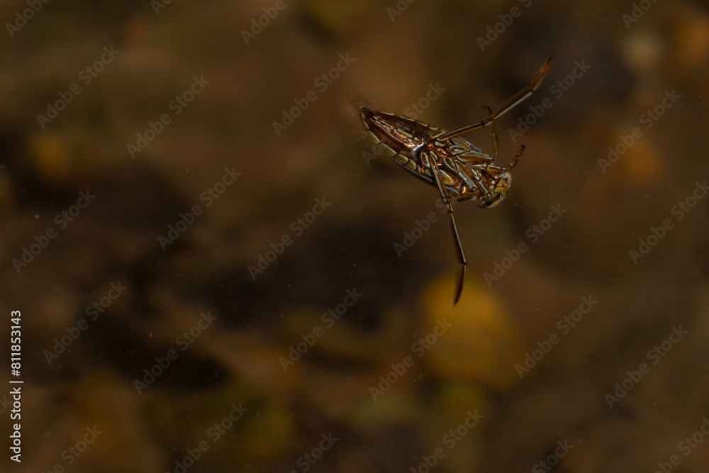 spider on a leaf spider on a leaf